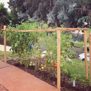 Tomato Trellis